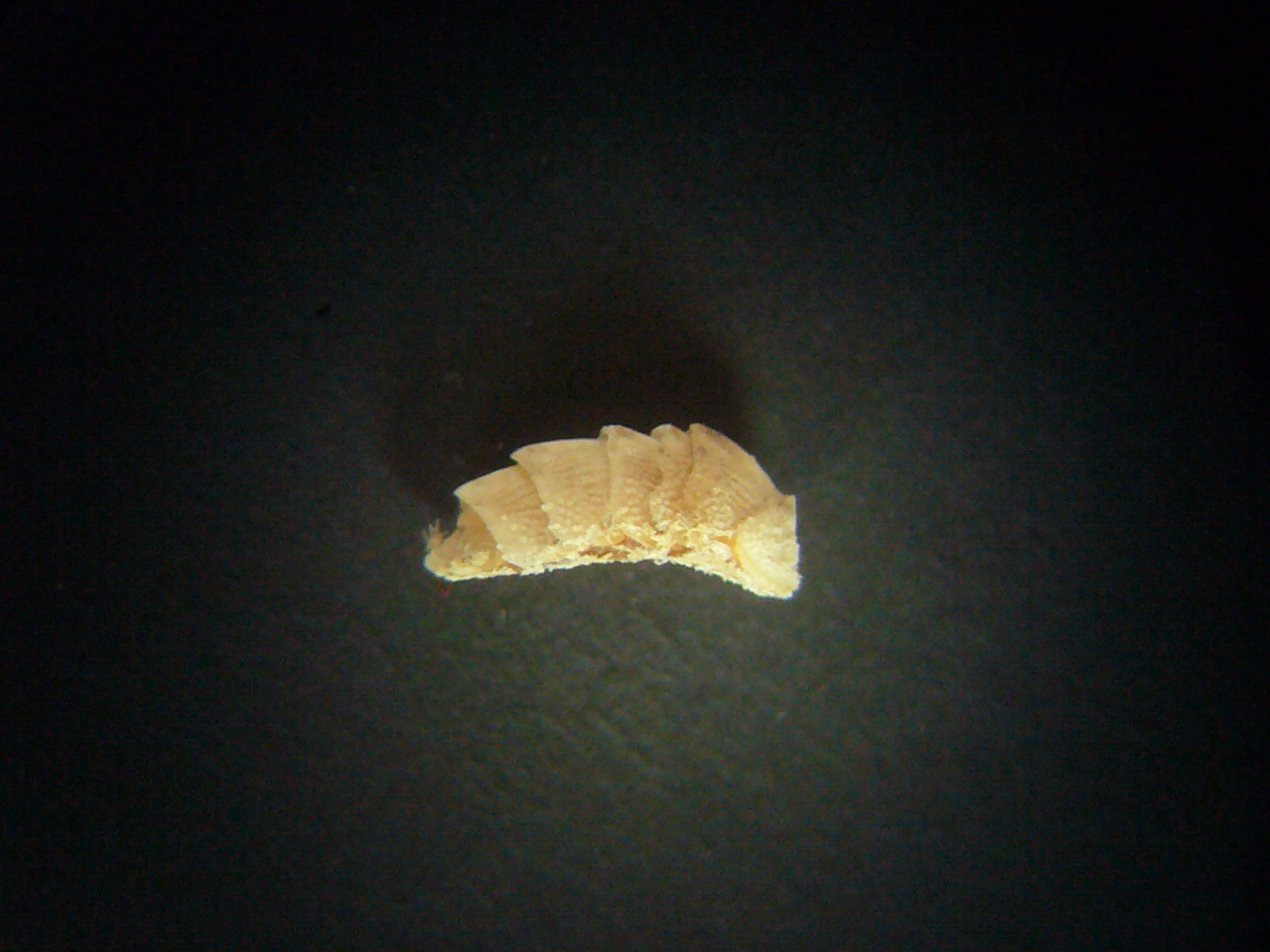 Hanleya hanleyi